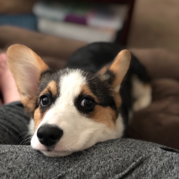 Meet your Posher, Bambi - Picture 2 of 5